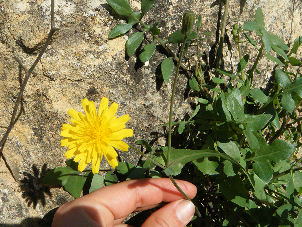 sonchus tenerrimus (lisco de pared)